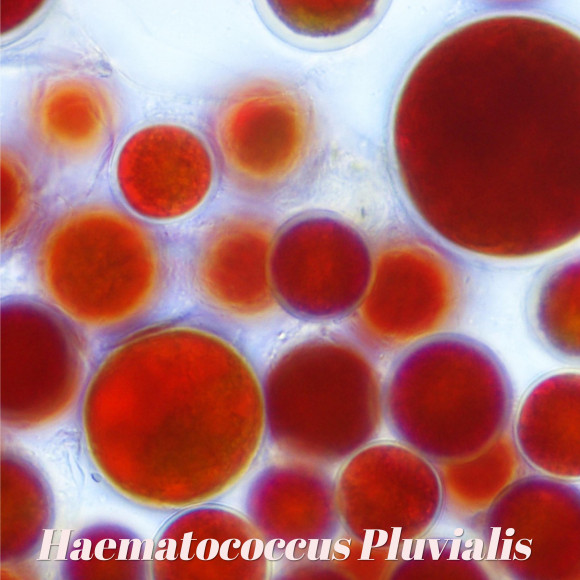 galerie haematococcus pluvialis